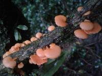 Favolaschia calocera image