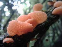 Favolaschia calocera image