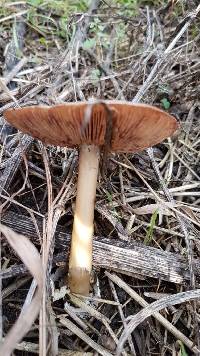 Volvariella gloiocephala image