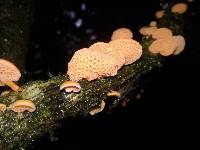 Favolaschia calocera image