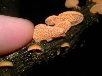 Favolaschia calocera image