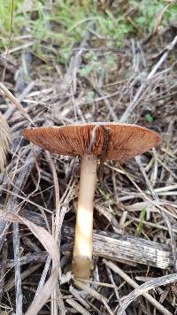 Volvariella gloiocephala image