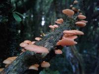 Favolaschia calocera image