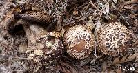 Chlorophyllum brunneum image