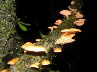 Favolaschia calocera image