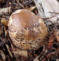 Chlorophyllum brunneum image