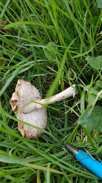 Leucoagaricus leucothites image