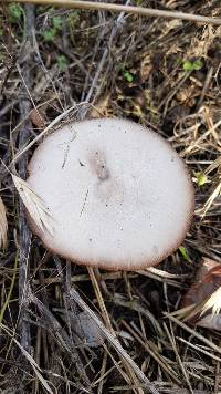 Volvariella gloiocephala image