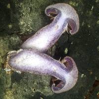 Cortinarius ursus image