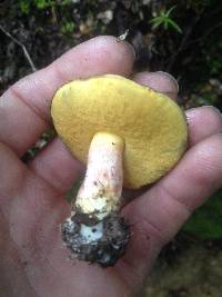 Boletus leptospermi image