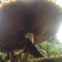 Agrocybe parasitica image