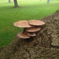 Agrocybe parasitica image