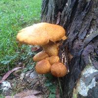 Gymnopilus junonius image