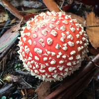 Amanita muscaria image