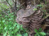 Trametes versicolor image