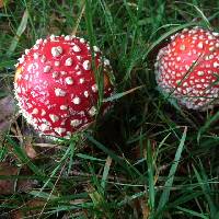 Amanita muscaria image