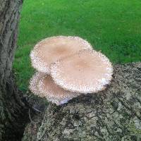 Agrocybe parasitica image