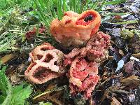 Clathrus ruber image