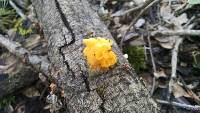 Tremella aurantia image