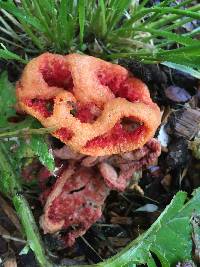 Clathrus ruber image