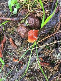 Leratiomyces ceres image