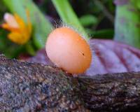 Cookeina tricholoma image