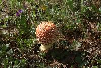 Amanita muscaria image