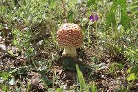 Amanita muscaria image