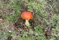 Amanita muscaria image