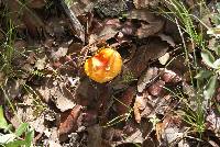 Amanita muscaria image