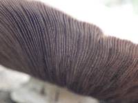 Agaricus bernardii image