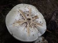 Agaricus bernardii image