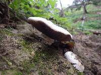 Agaricus bernardii image