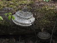 Fomes fomentarius image