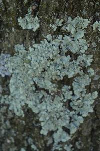 Flavoparmelia caperata image