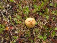 Agrocybe pediades image