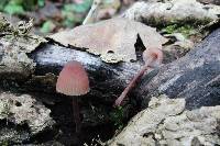 Mycena haematopus image