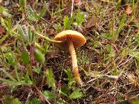 Agrocybe pediades image