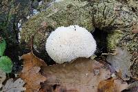 Hericium erinaceus image