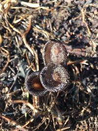 Coprinopsis lagopus image