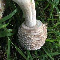 Chlorophyllum rhacodes image