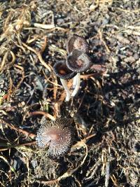 Coprinopsis lagopus image