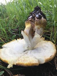 Amanita augusta image