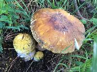 Amanita augusta image