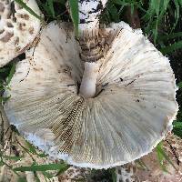 Chlorophyllum rhacodes image