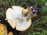 Amanita augusta image