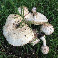 Chlorophyllum rhacodes image