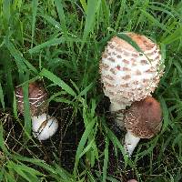 Chlorophyllum rhacodes image