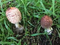 Chlorophyllum rhacodes image