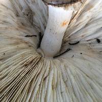 Chlorophyllum rhacodes image